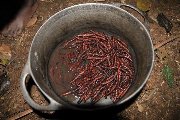 Cooked caterpillars