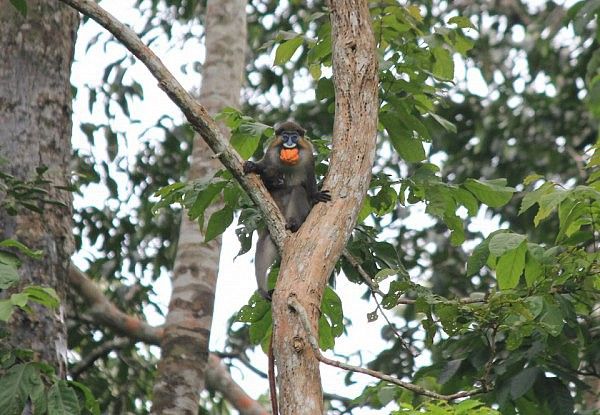 Colorful monkey