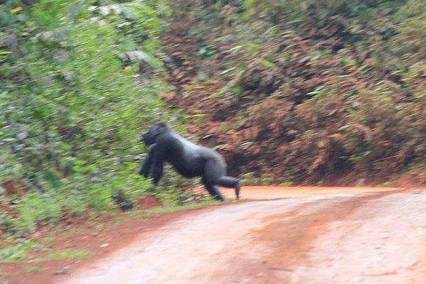 Western lowland gorilla