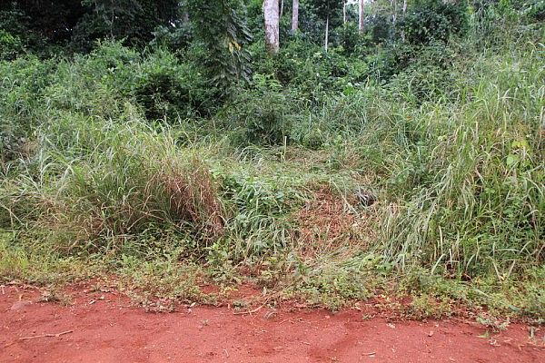 Signs of elephant activity