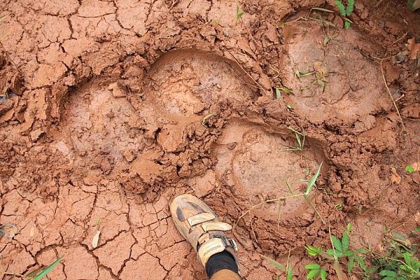 Elephant tracks