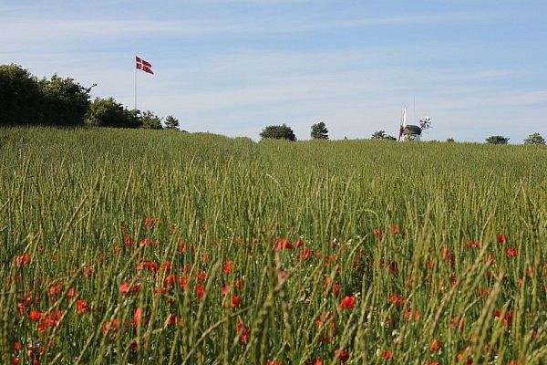 Denmark: fields with poppy flowers and windmills