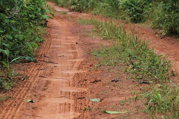 Elephant tracks