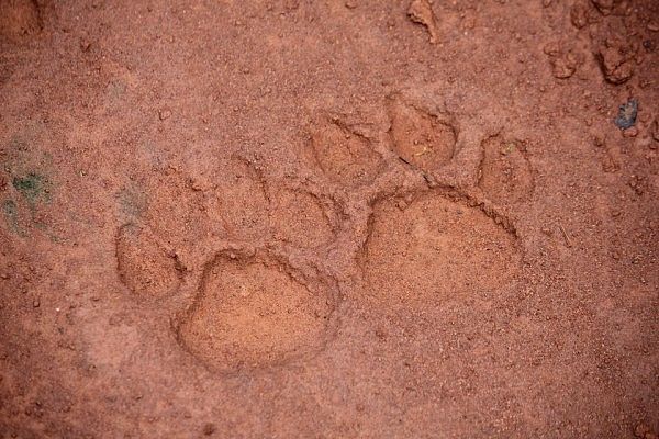 Leopard tracks