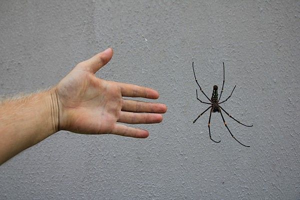 Big spider