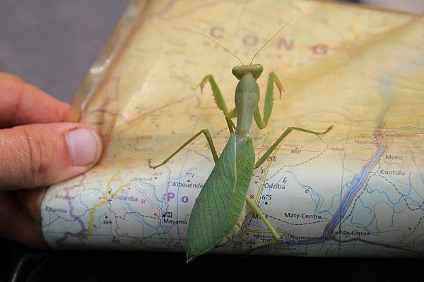 Praying mantis