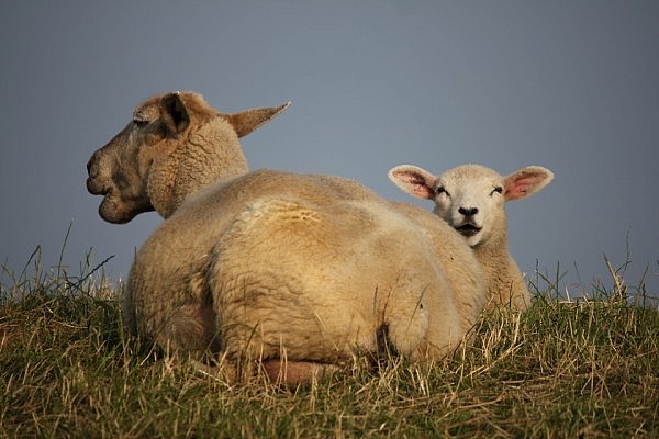 You've gotta love sheep