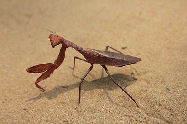 Praying mantis