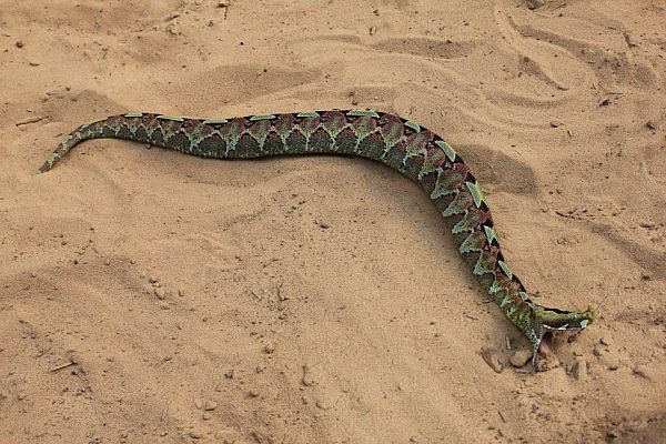 A deadly viper snake