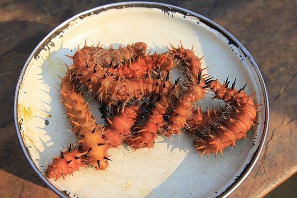 Spiky caterpillar but great taste!