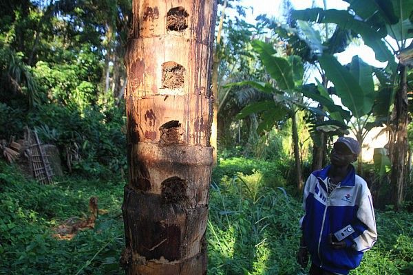 Raffia palm being a grub factory