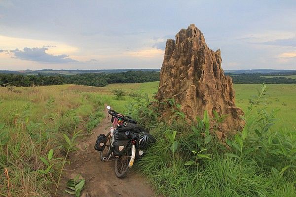 Termite tower