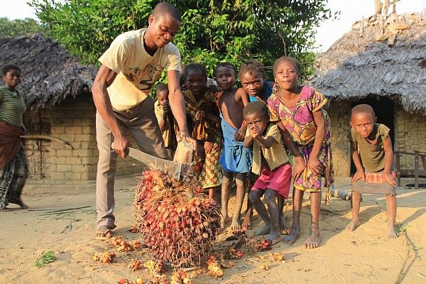 Cutting oil palm