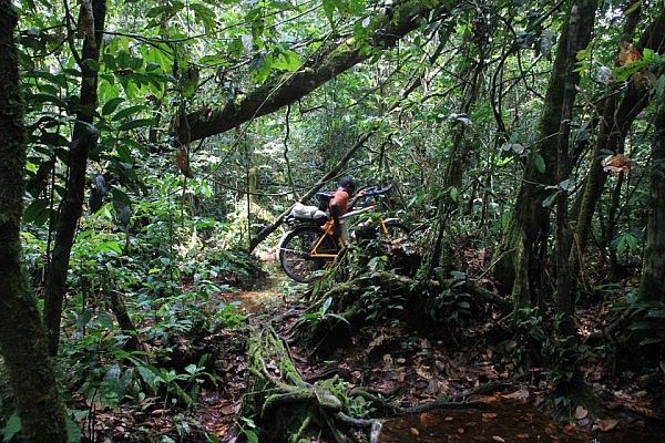 Through the rainforest