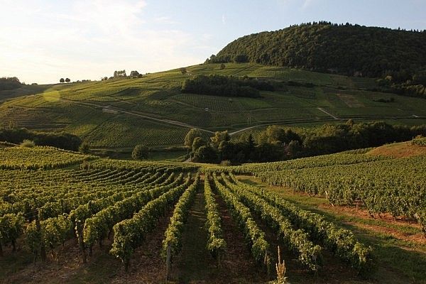 Vineyard in Bourgogne