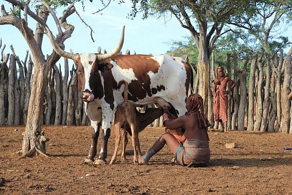 Drinking and milking