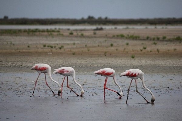 Flamingos in Camargue