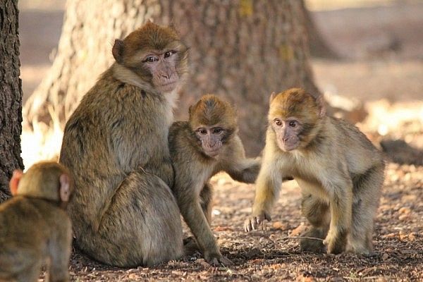 Barbary apes