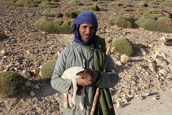A Berber herder with a newly born sheep