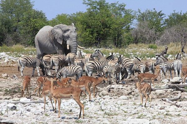 Full activity at the waterhole