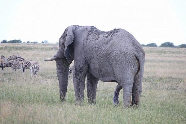 Excited elephant