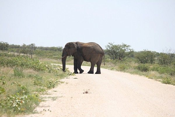 Elephant on the road