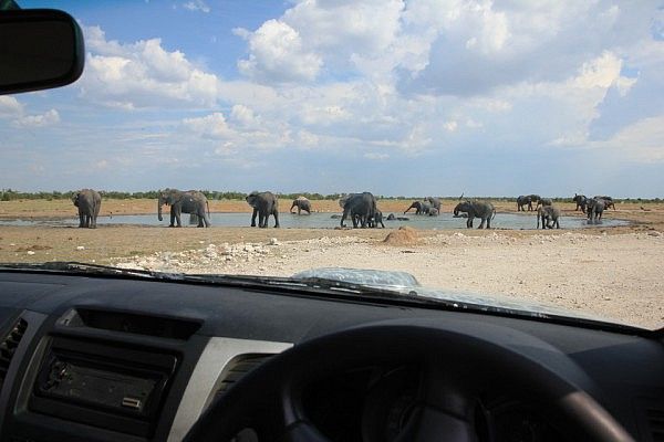 Elephants