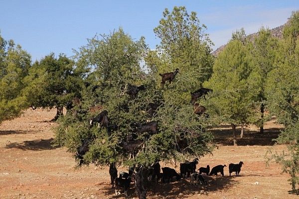 Goats in argan tree