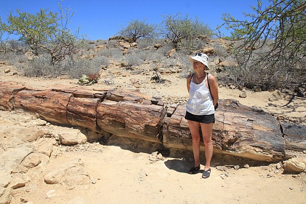 Petrified tree trunk