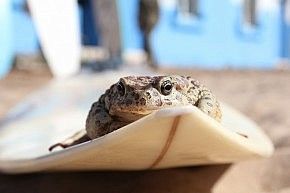 The surfing toad
