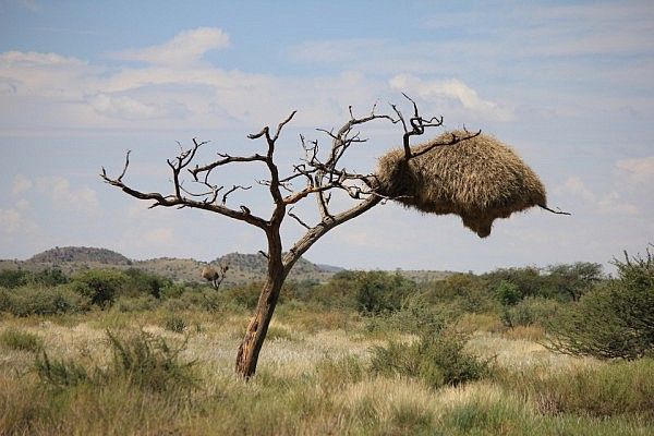 Social weaver bird's nest