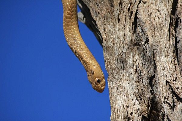 Cape cobra