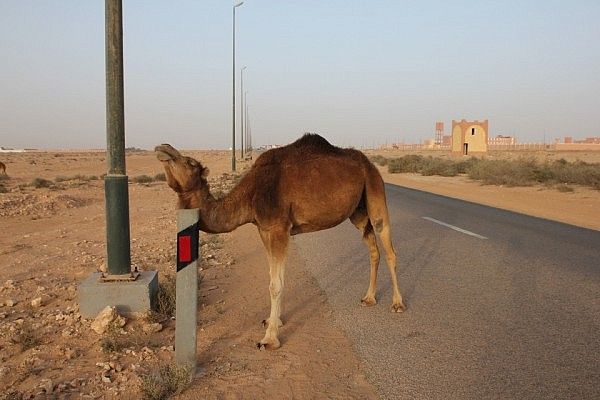 Camel scratching itself