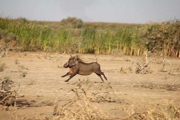 Warthog in action