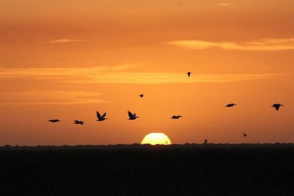 Pelicans