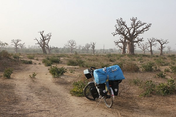 Cycling with baobabs