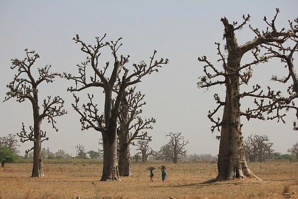 Baobabs