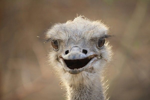 Ostrich