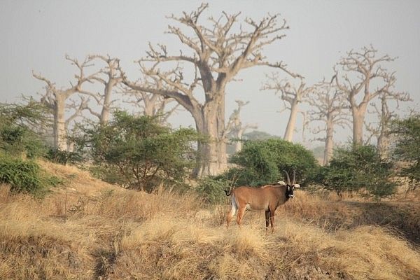 Roan antelope