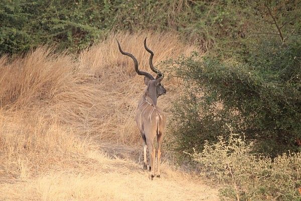 Greater kudu