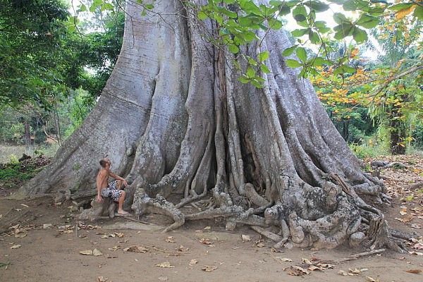 Huge cotton tree