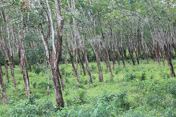 Firestone's rubber plantation