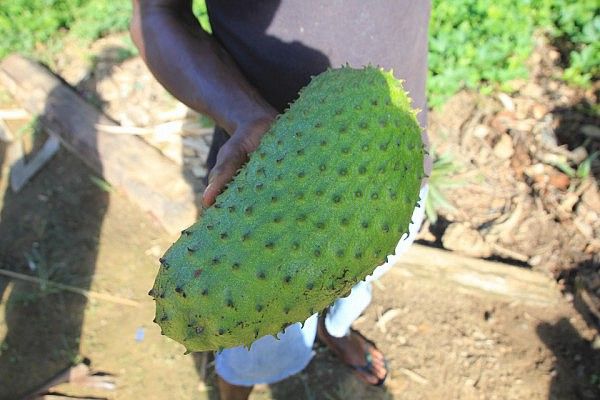 A delicious fruit called saosao