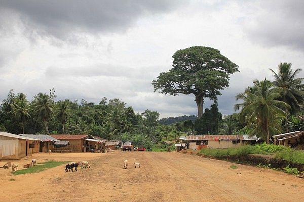 Liberian village with a cotton tree