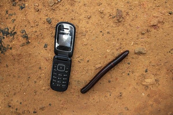 Huge millipede