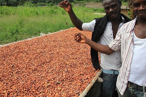 Cacao seeds drying