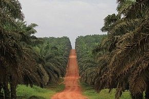 Oil palm plantation
