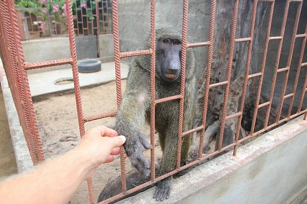 The friendly baboon at Chez Alice in Lomé greeted me every morning