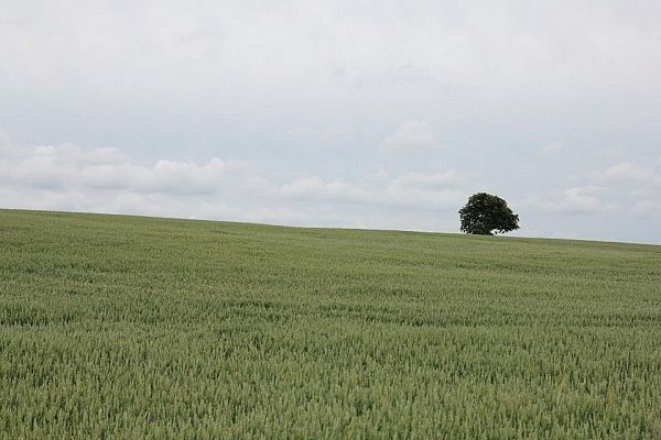 Tree on a hill